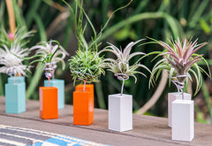 AirplantVessel (mini)