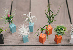 AirplantVessel (mini)