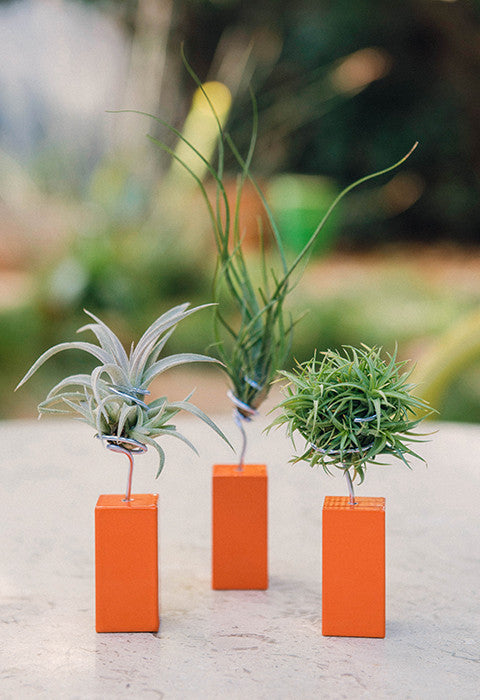 AirplantVessel (mini)