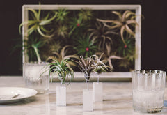 AirplantVessel (mini)
