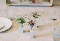 AirplantVessel (mini)