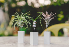 AirplantVessel (mini)