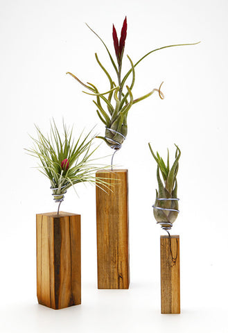 AirplantVessel (wood)