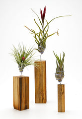 AirplantVessel (wood)