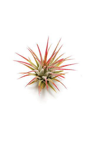 Airplants