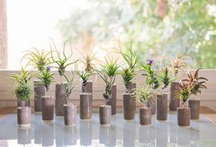 AirplantVessel (glazed ceramic)