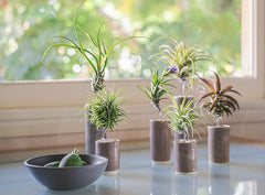 AirplantVessel (glazed ceramic)