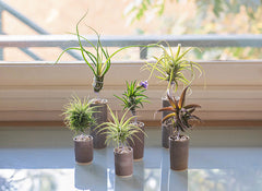 AirplantVessel (glazed ceramic)