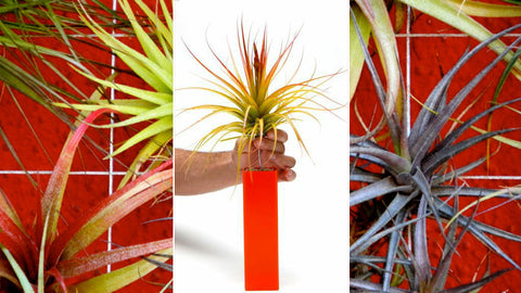 Airplants