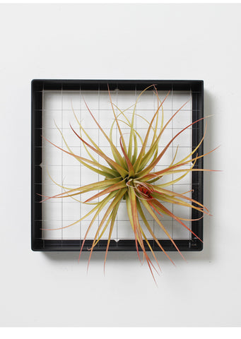 AirplantFrame (square)