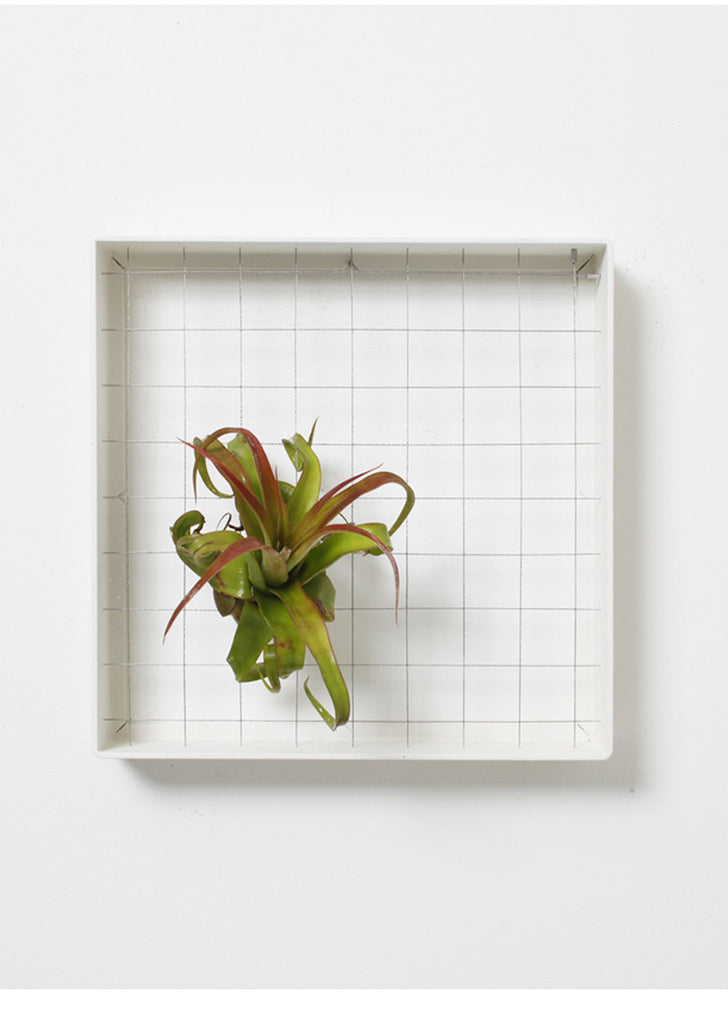 AirplantFrame (square)