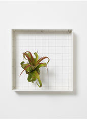 AirplantFrame (square)