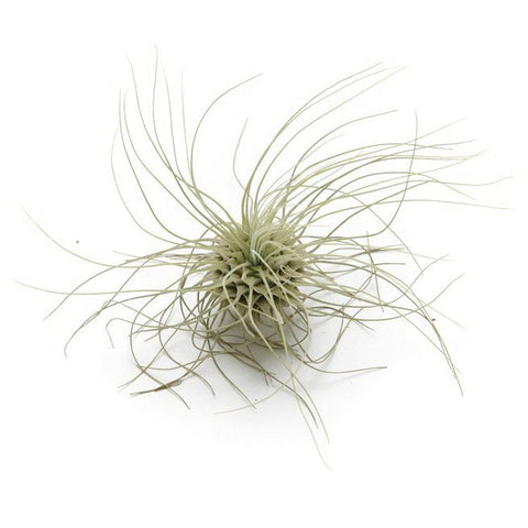 Airplants