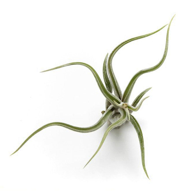 Airplants