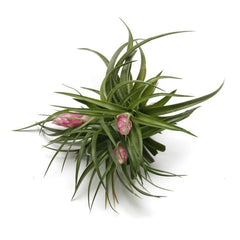 Airplants