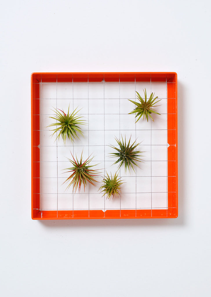 AirplantFrame (square)