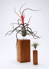 AirplantVessel (wood)